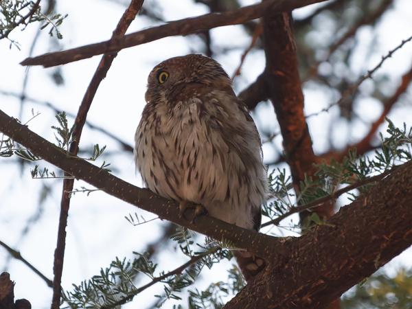 <h3><a href="/trips/tanzania/biota/animalia/chordata/aves/031 strigiformes/002 strigidae/glaucidium perlatum/glaucidium perlatum-nl.html">Glaucidium&nbsp;perlatum</a> / Pearl‑spotted&nbsp;owlet / Geparelde&nbsp;dwerguil</h3>OM-1 Mark II met OLYMPUS M.150-400mm F4.5, 1/1000 sec  bij F4.5, ISO 10000, afstand 14.3&nbsp;m